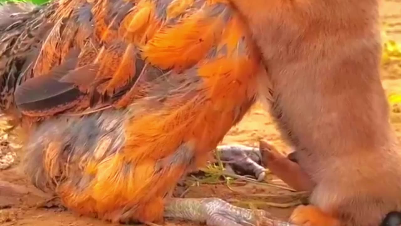 Unlikely Animal BFFs: Heartwarming Friendship Between a Puppy and a Chicken