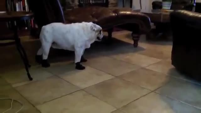 English Bulldog humorously walks in new boots