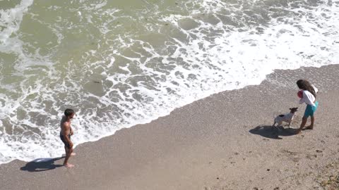 The beautiful dog plays with his friends on the beach