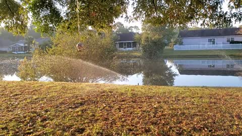 Caught by the Sprinklers