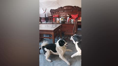 Dog Vs Dog very funny 🤣rumble viral video