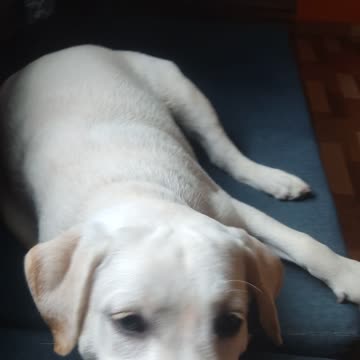 My funny dog are playing in dath tawel ok n house