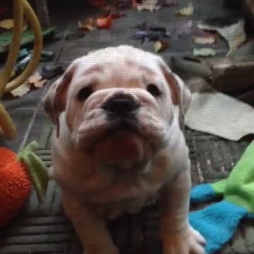 Buddha's first lesson in timeout