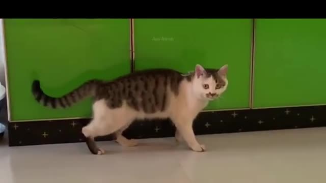 Cat Moonwalk