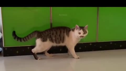 Cat Moonwalk