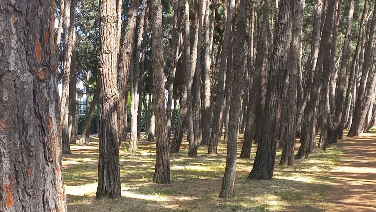 Many trees in the forest with birdsong