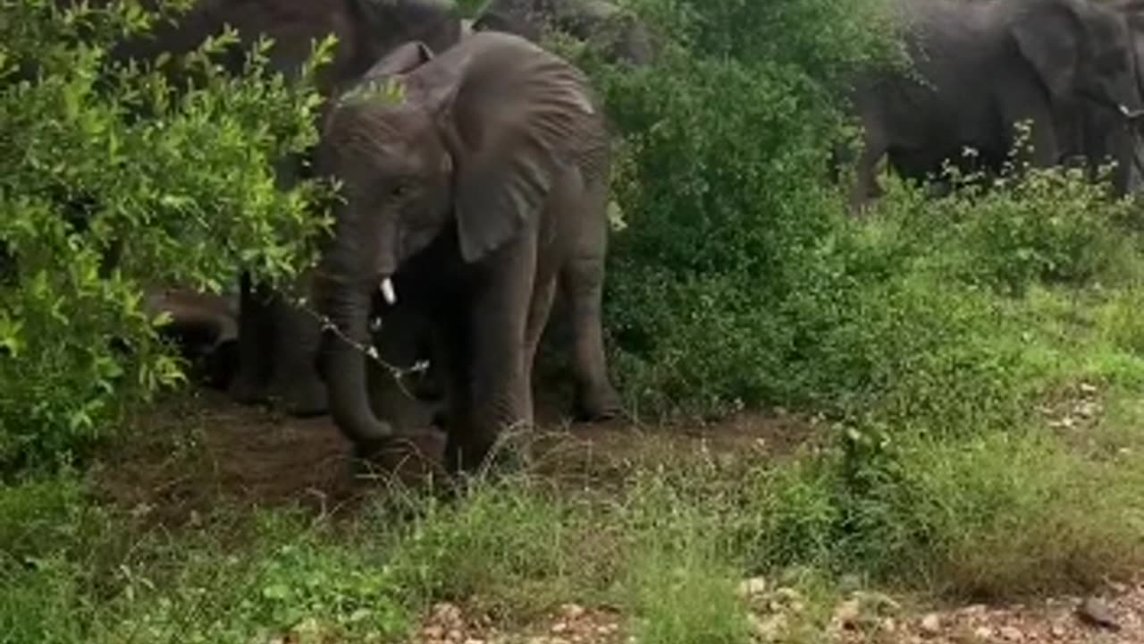 Easily one of the best Elephant sightings I’ve ever had we came across this herd o