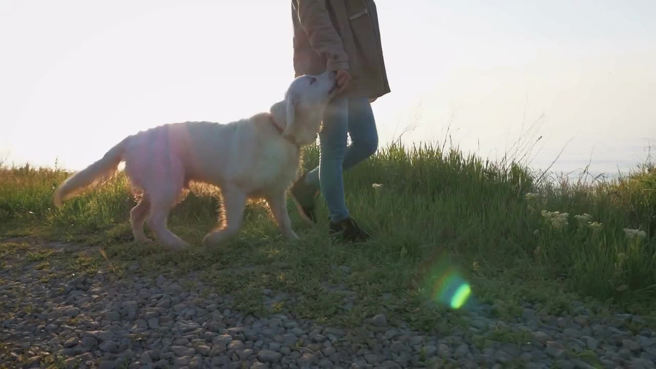 Young female with retriever dog walking leisurely on the path at sunset