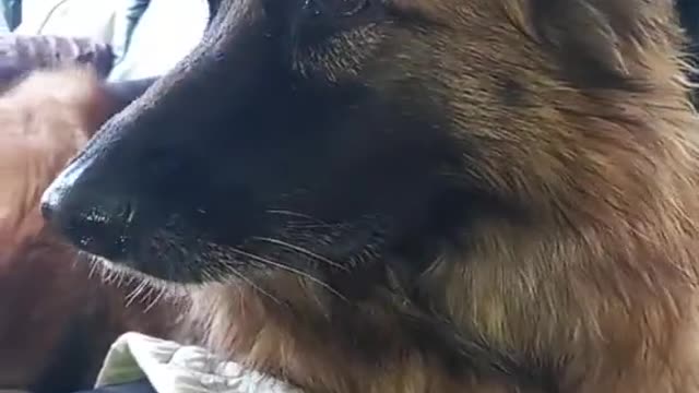 TheAudacityofthisGermanShepherd
