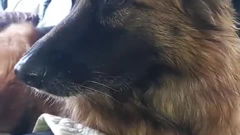 TheAudacityofthisGermanShepherd