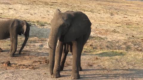 Live elephant birth