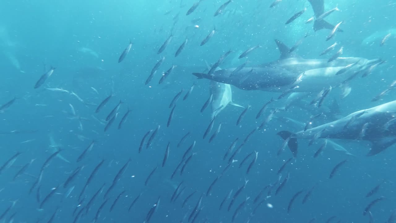 A Pod of Dolphins Hunting Sardines