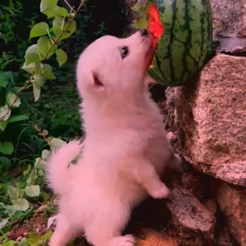 So cute animals #Animals #dog #cat #duck #monkey #adoremonkey #Monkey Animals33