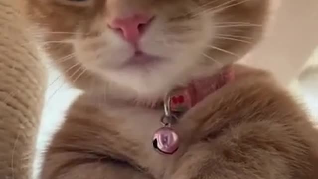 cute cat shorts❤#cat #cutecat