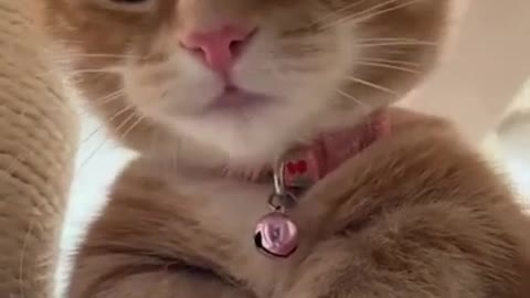 cute cat shorts❤#cat #cutecat