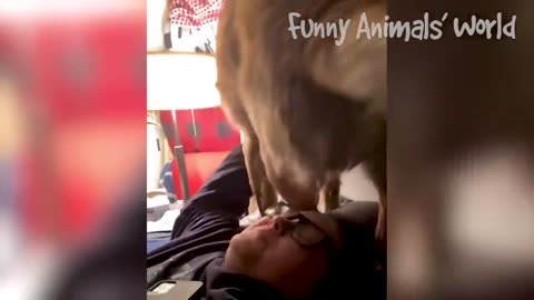 Funny Dogs And Cats Videos 2023 😅👌