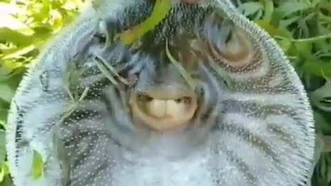 This is a beautiful and charming water-dwelling species