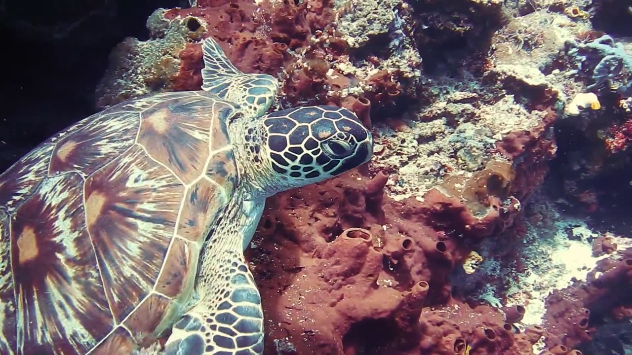 beautiful sea turtle