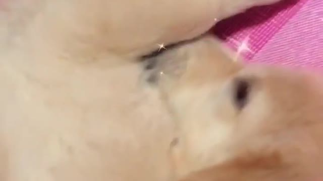 Dog beautiful