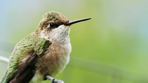 Beautiful Birds