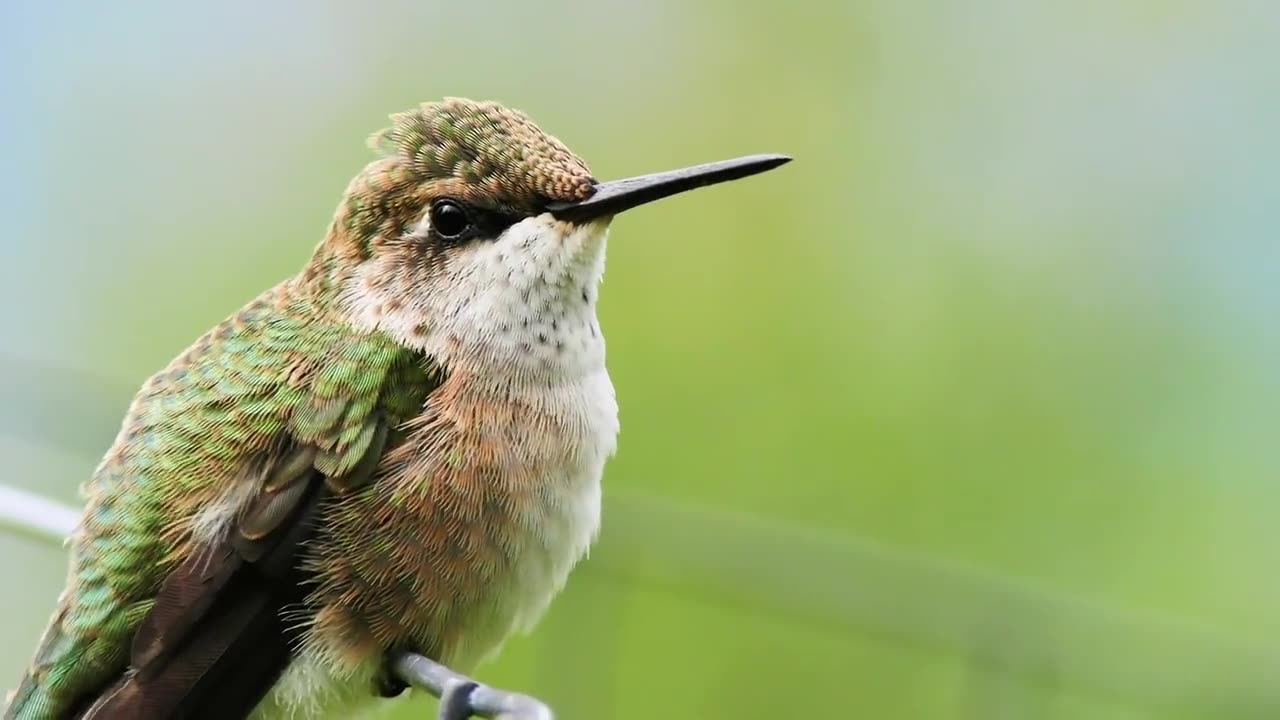 Beautiful Birds