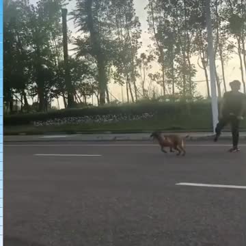 Funny Cats And More Compilation # 4