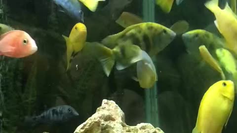 Beauty of cichlids