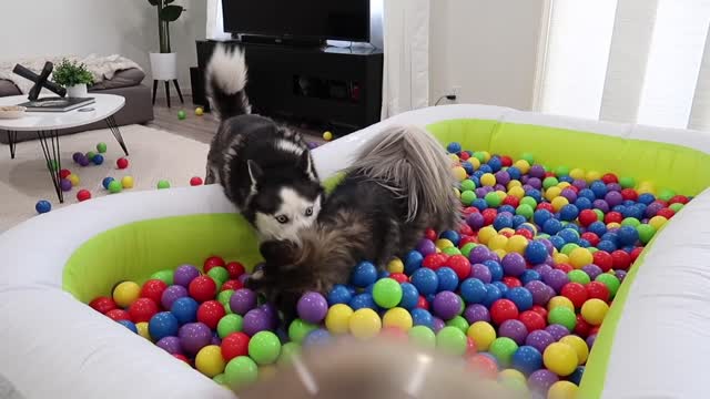 My Husky Reacts to her Ball Pit Pool 3 Years Later