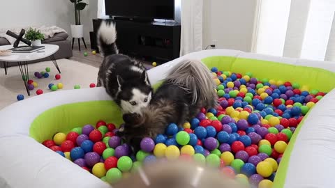 My Husky Reacts to her Ball Pit Pool 3 Years Later