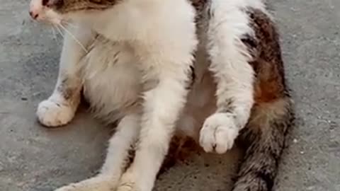 Cute kittens and cute cats. Cats eating food in snowy weather.