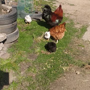 Happy chicken familie, Goldi, Sapphire and little chickens 🐤🐤🐤