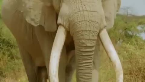 You can imagine the strength he had to carry fangs of this size all the time!