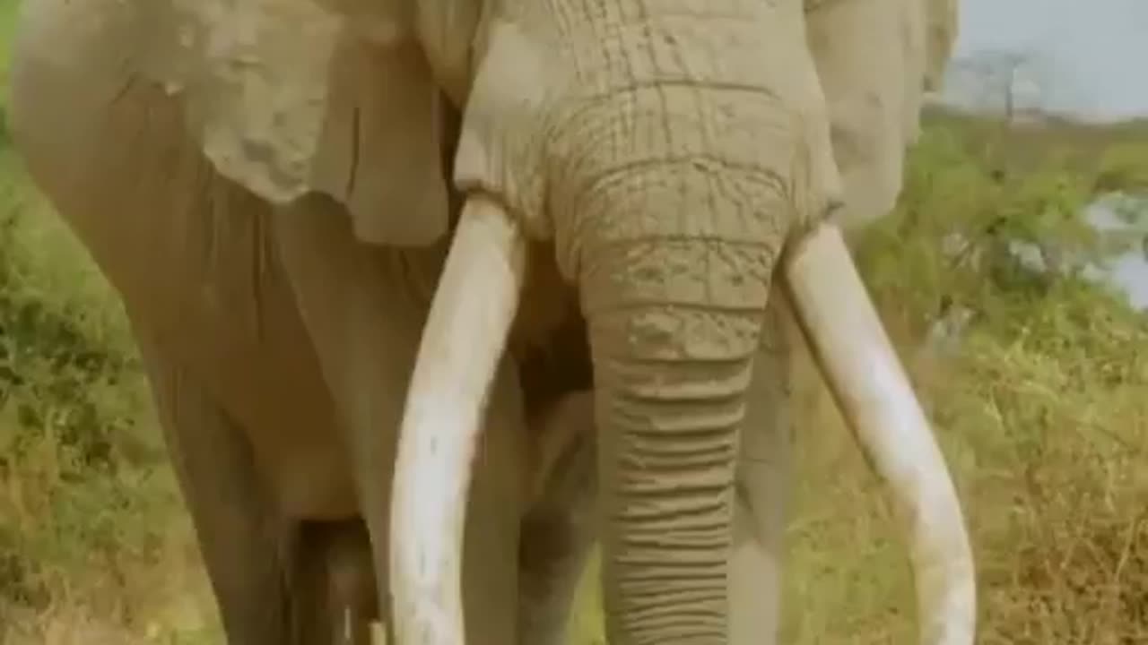 You can imagine the strength he had to carry fangs of this size all the time!