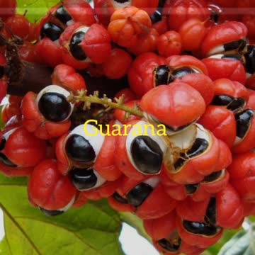 Did You Know? The Guarana || FACTS || TRIVIA