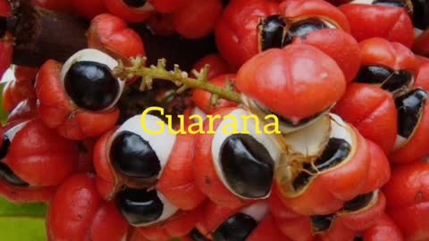 Did You Know? The Guarana || FACTS || TRIVIA