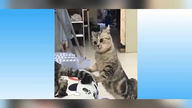 Funny cat