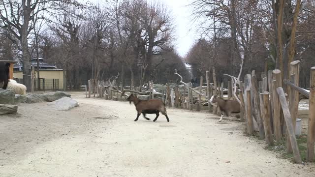 BUTT OUT: Greedy Goats Hog All The Holiday Treats