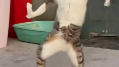 Dancing cats