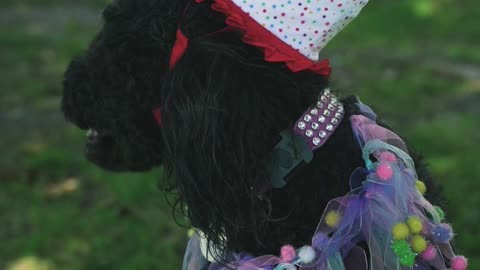 THE CELEBRANT DOG