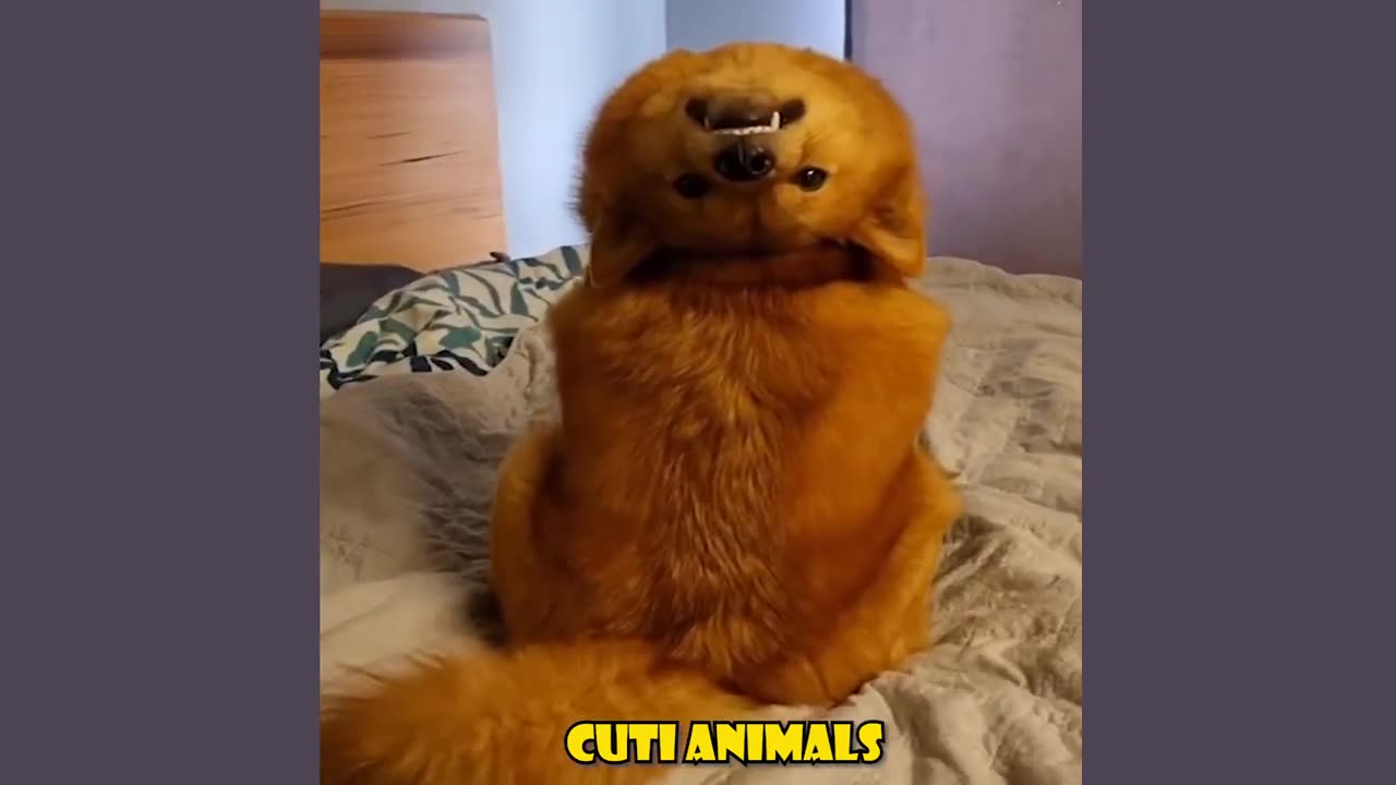 Funny dogs and cats
