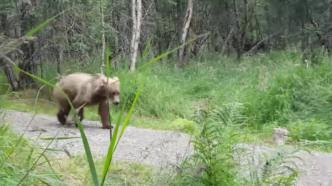 Those People Were Surprised With A Group Of Bears Passing Next To Them