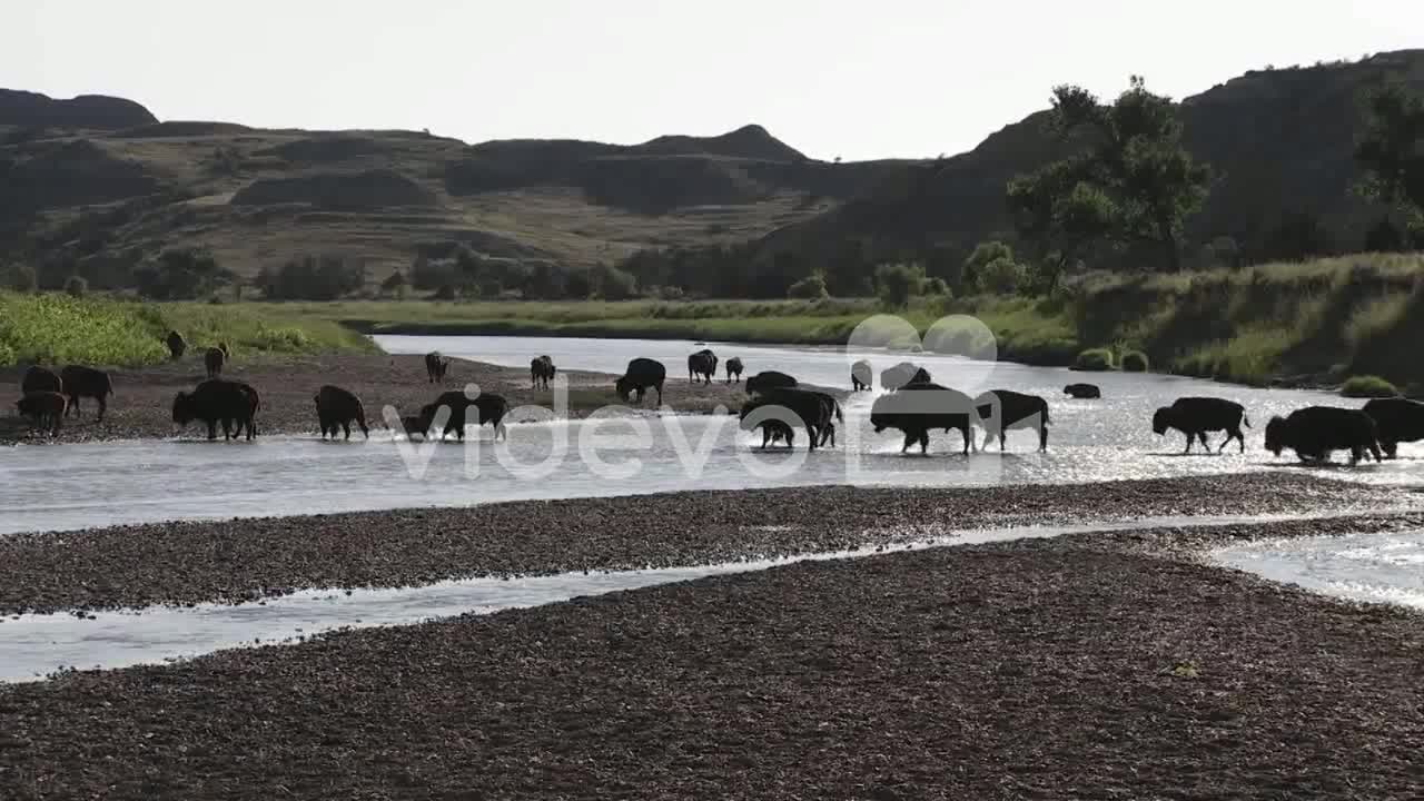 Buffalo cross a river in Yellowstone National park