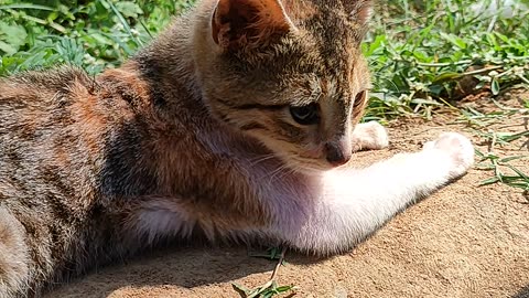 Cute Village Cat