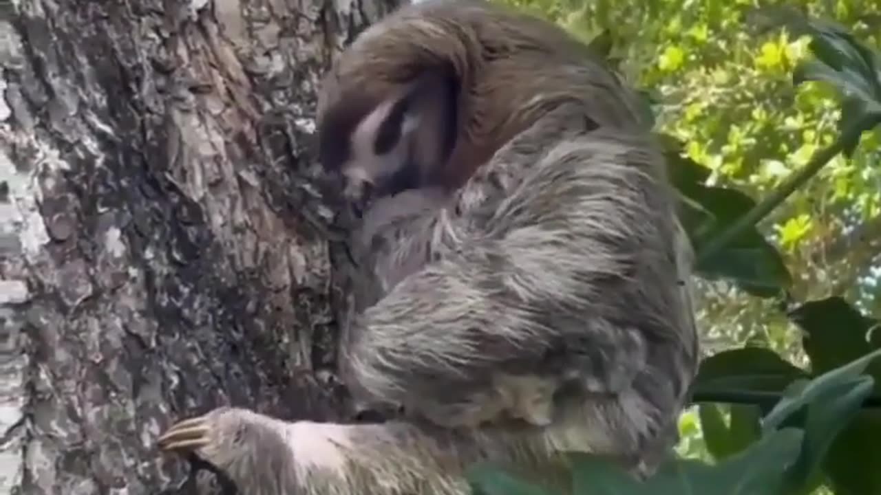 baby sloth