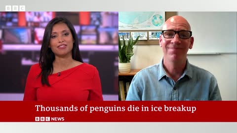 Thousands of emperor penguins killed in the Antarctic - BBC News