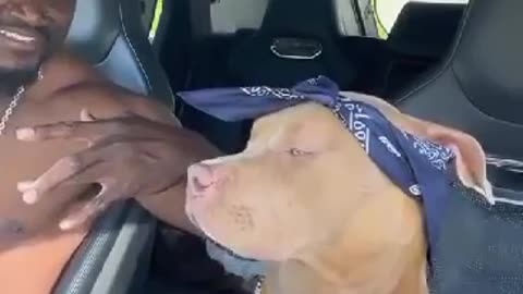 Dog and his owner in the car Try not to laugh part 2