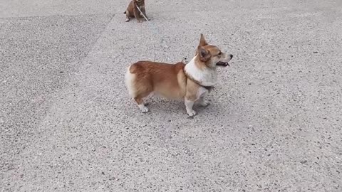 Big dog walks small dog