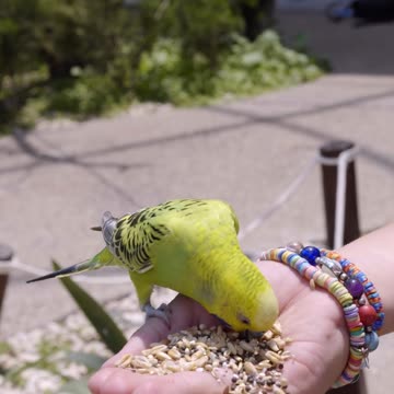 beauty full love bird eating the food in girls hand