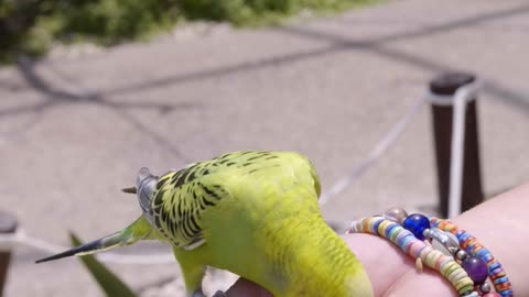 beauty full love bird eating the food in girls hand