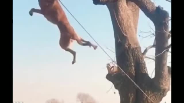 Dog training